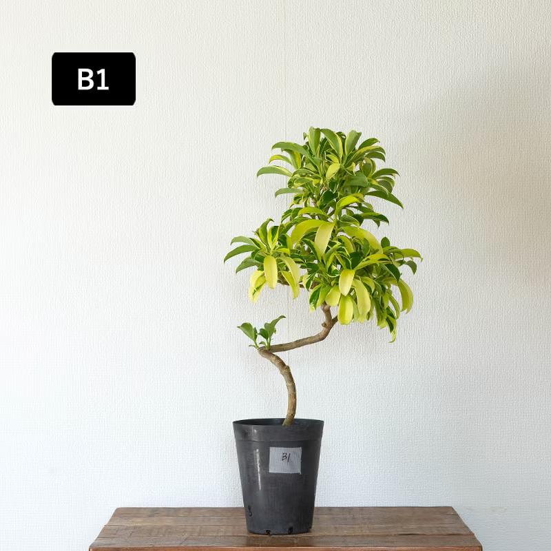 観葉植物 写真で選べる 幹が曲がったファグラエア・ベルテロアナ