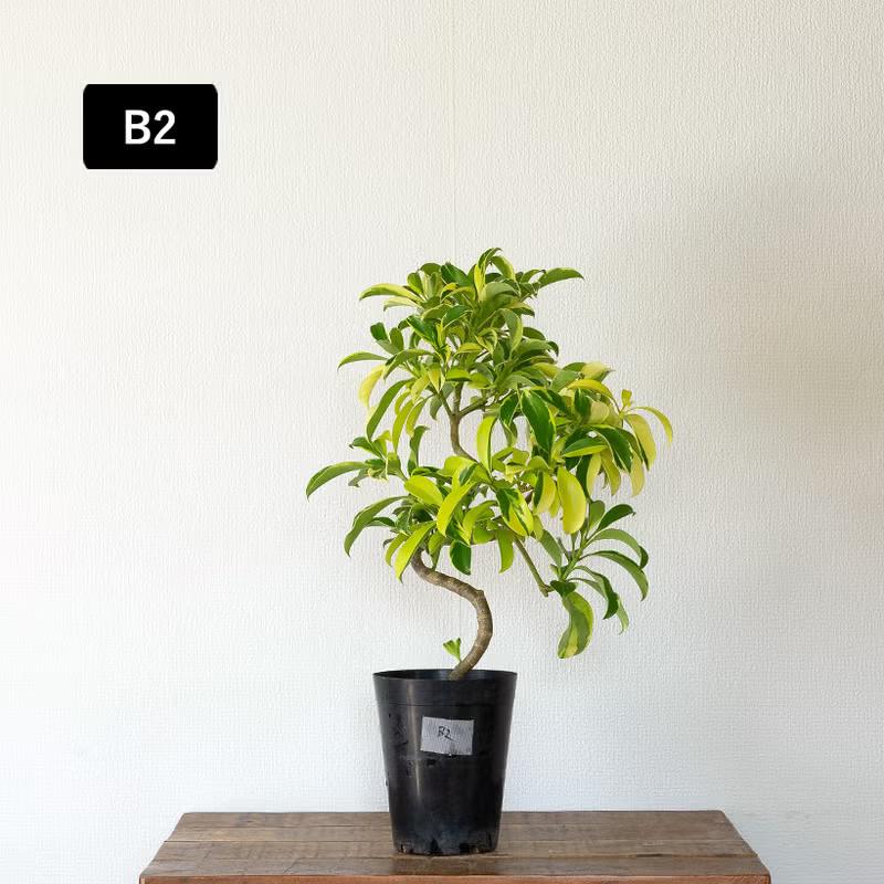 観葉植物 写真で選べる 幹が曲がったファグラエア・ベルテロアナ