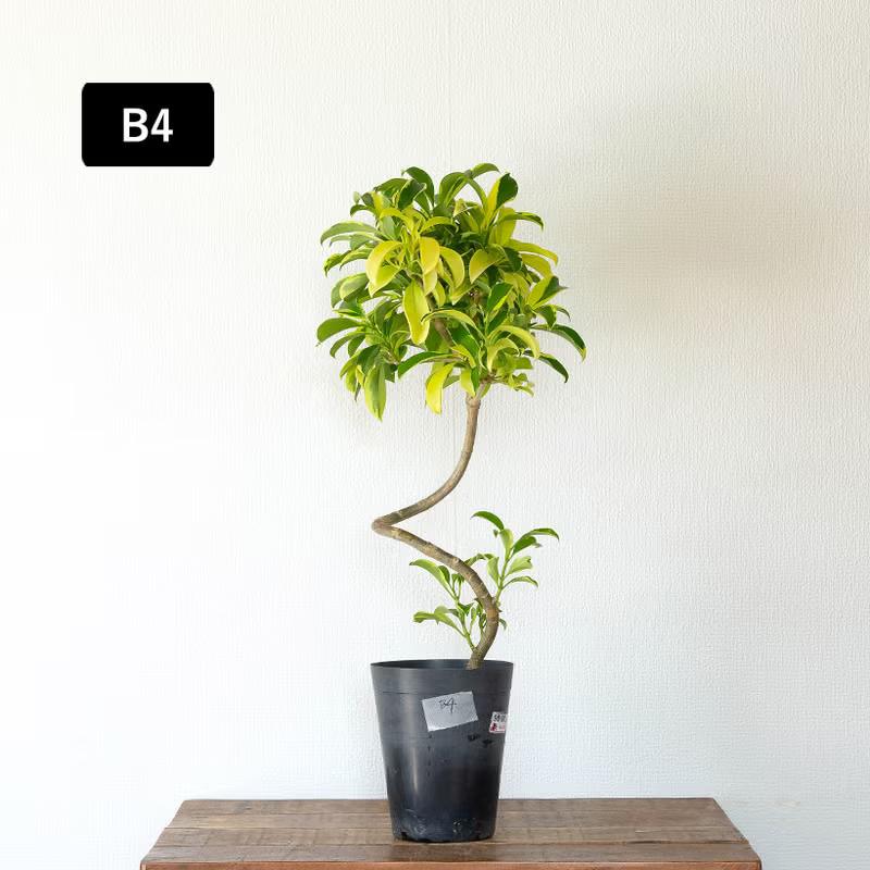 観葉植物 写真で選べる 幹が曲がったファグラエア・ベルテロアナ