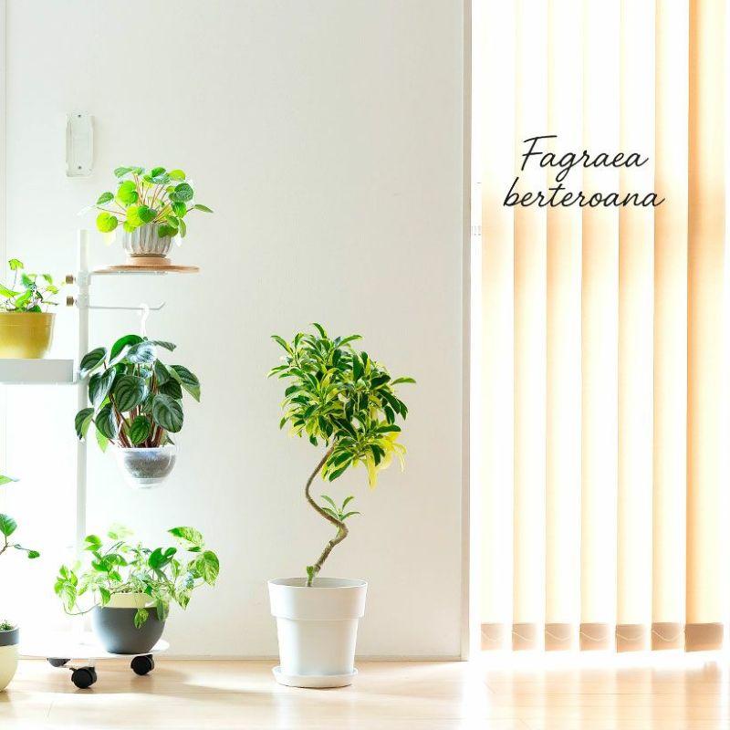 観葉植物 写真で選べる 幹が曲がったファグラエア・ベルテロアナ