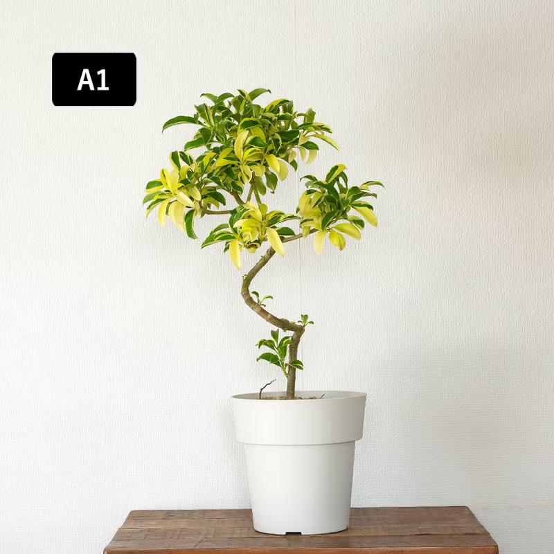 観葉植物 写真で選べる 幹が曲がったファグラエア・ベルテロアナ