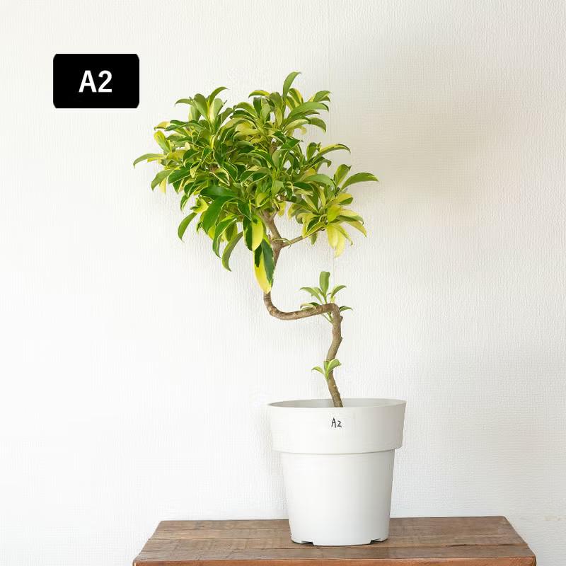 観葉植物 写真で選べる 幹が曲がったファグラエア・ベルテロアナ