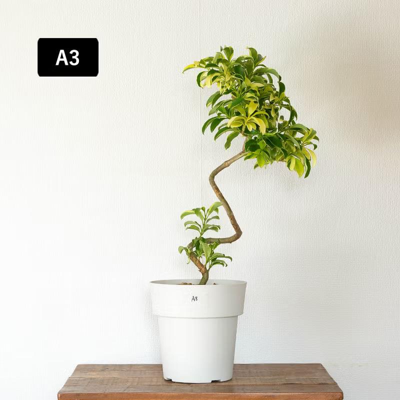 観葉植物 写真で選べる 幹が曲がったファグラエア・ベルテロアナ