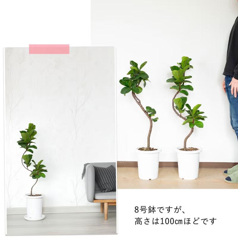 観葉植物 フィカス 「写真現品」フィカス リラータ（カシワバゴム