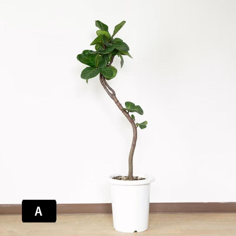 観葉植物 フィカス 「写真現品」フィカス リラータ（カシワバゴム