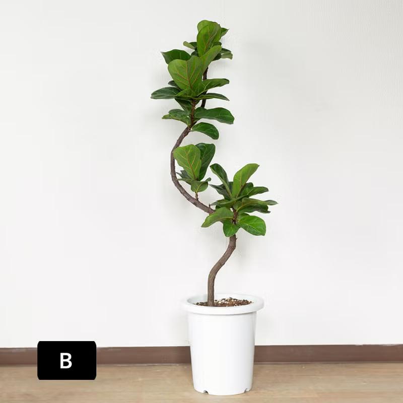 観葉植物 フィカス 「写真現品」フィカス リラータ（カシワバゴム