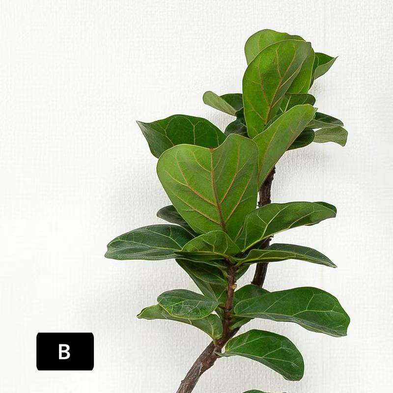 観葉植物 フィカス 「写真現品」フィカス リラータ（カシワバゴム