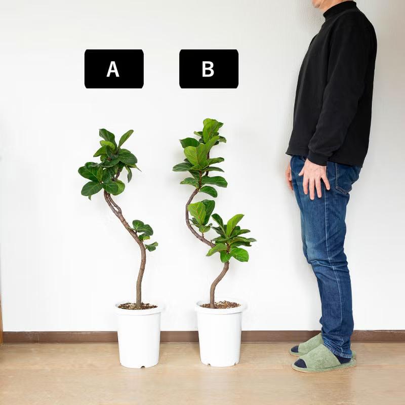 観葉植物 フィカス 「写真現品」フィカス リラータ（カシワバゴム
