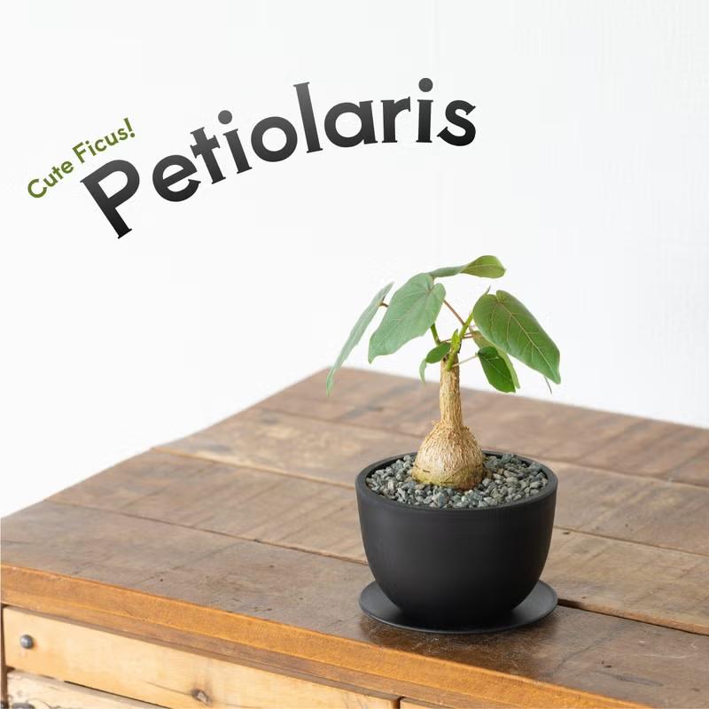 観葉植物 フィカス 塊根植物みたいなゴムの木 フィカス・ペティオ 