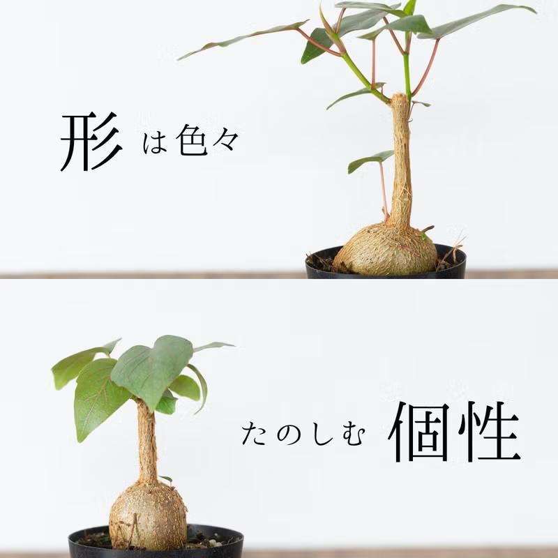 観葉植物 フィカス 塊根植物みたいなゴムの木 フィカス・ペティオ