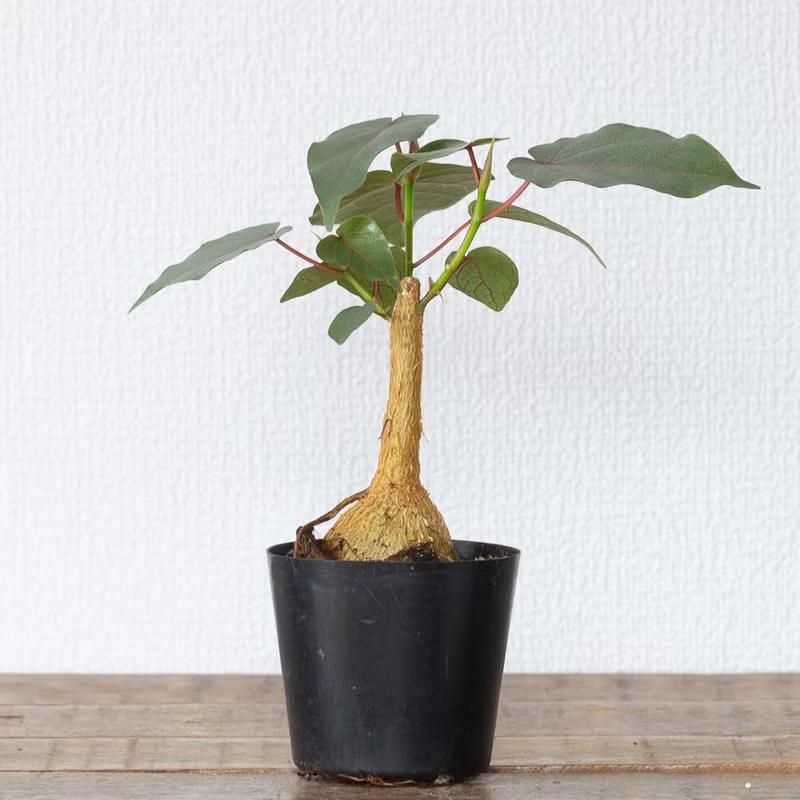 観葉植物 フィカス 塊根植物みたいなゴムの木 フィカス・ペティオ