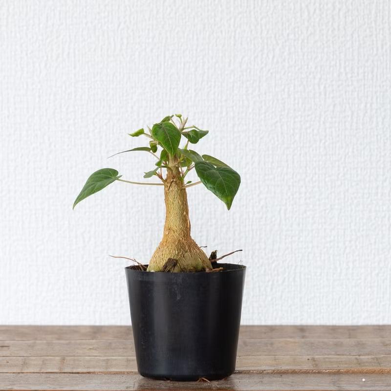 フィカス　ペティオラリス　ゴムノキ　ゴムの木　観葉植物　塊根植物　多肉植物　ビザールプランツ　レアプランツ　ガーデニング　植物　グリーン　趣味　盆栽　葉　花　庭　草　インテリア　おしゃれ　飾り　園芸　 観葉植物 フィカス 塊根植物みたいなゴムの木 フィカス・ペティオ