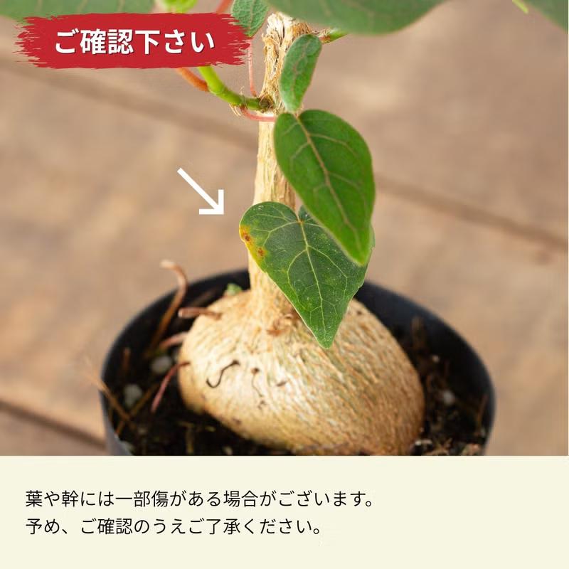 観葉植物 フィカス 塊根植物みたいなゴムの木 フィカス・ペティオ
