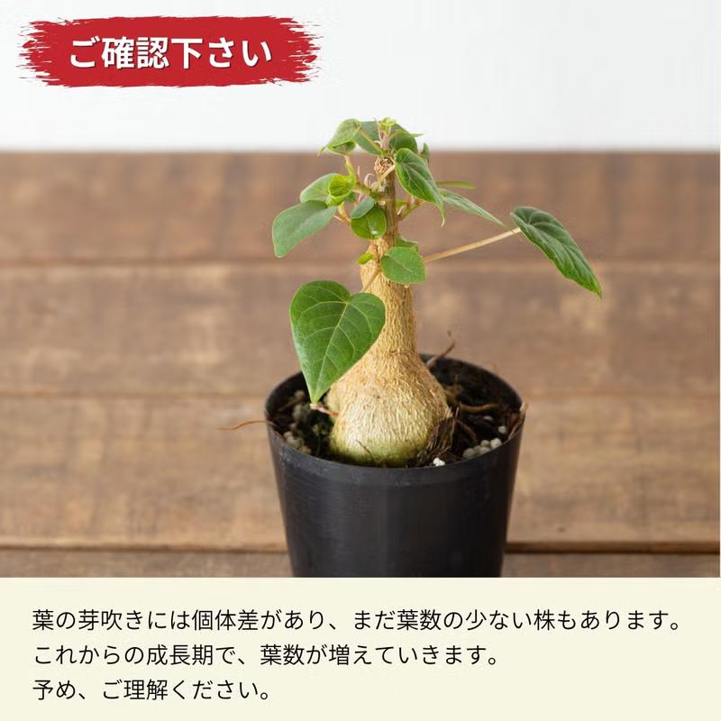 観葉植物 フィカス 塊根植物みたいなゴムの木 フィカス・ペティオ