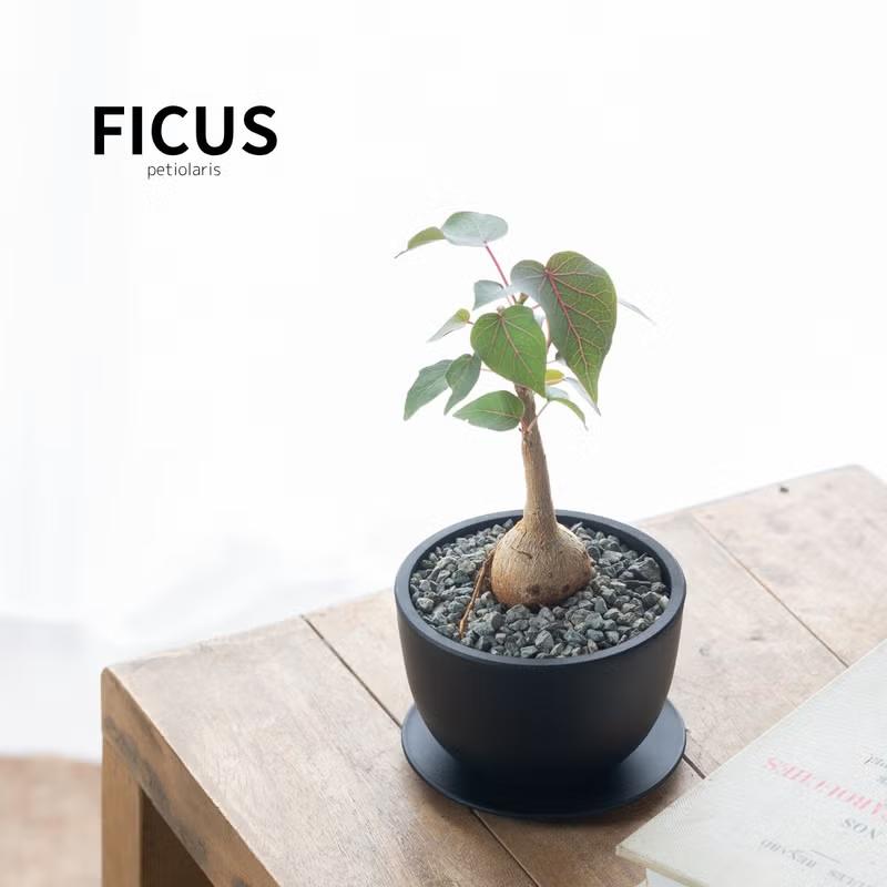 観葉植物 フィカス 塊根植物みたいなゴムの木 フィカス・ペティオ