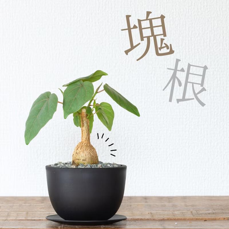 観葉植物 フィカス 塊根植物みたいなゴムの木 フィカス・ペティオ