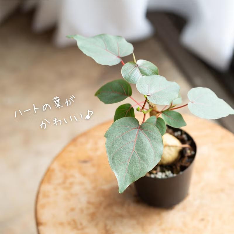 観葉植物 フィカス 塊根植物みたいなゴムの木 フィカス・ペティオ 