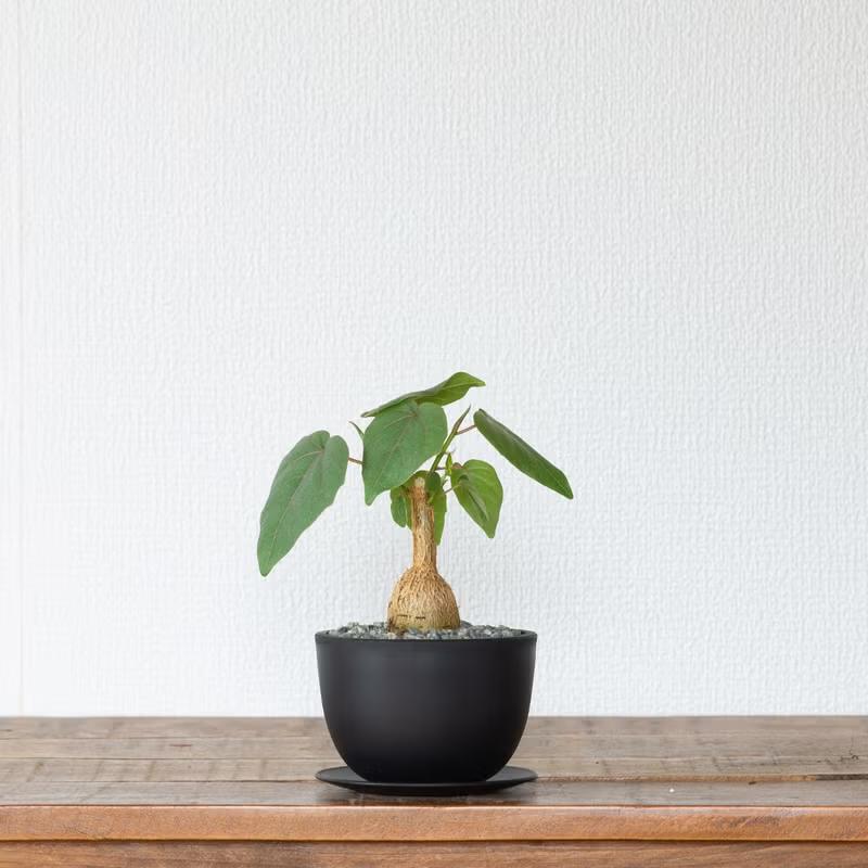 フィカス　ペティオラリス　ゴムノキ　ゴムの木　観葉植物　塊根植物　多肉植物　ビザールプランツ　レアプランツ　ガーデニング　植物　グリーン　趣味　盆栽　葉　花　庭　草　インテリア　おしゃれ　飾り　園芸　 フィカス・ペティオラリス（育て方付き）｜塊根植物みたいなゴムの木