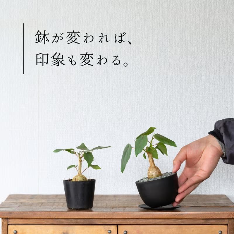 観葉植物 フィカス 塊根植物みたいなゴムの木 フィカス・ペティオ