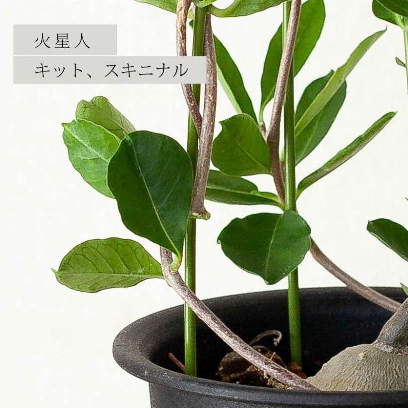 【抜き苗】フォッケアエデュリス 火星人 塊根植物 発根済 現地球 フォッケア エデュリス 火星人 塊根植物 コーデックス 多肉植物