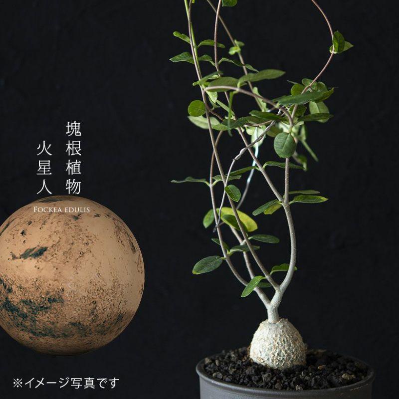 【抜き苗】フォッケアエデュリス 火星人 塊根植物 発根済 現地球 フォッケア エデュリス 火星人 塊根植物 コーデックス 多肉植物