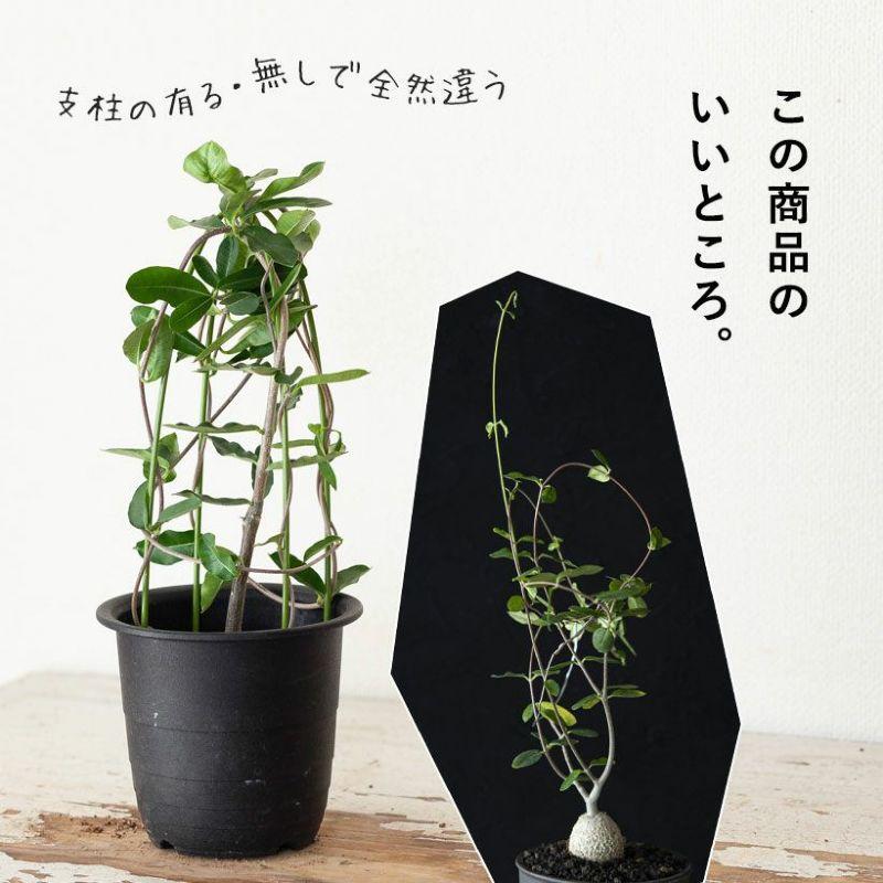 塊根 植物 火星人（フォッケア・エデュリス）観葉 多肉 趣味の