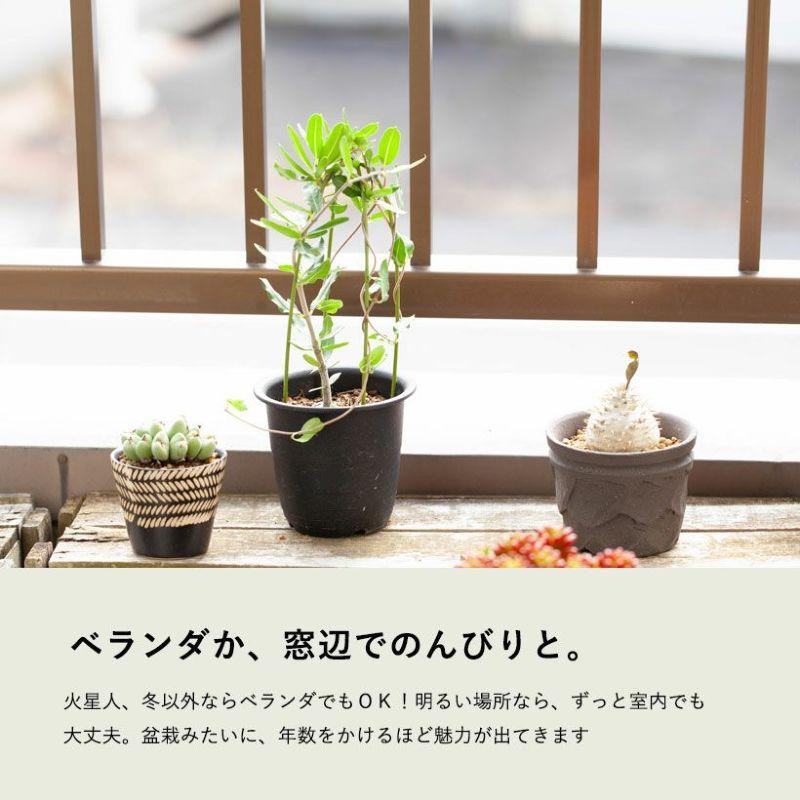 塊根 植物 火星人（フォッケア・エデュリス）観葉 多肉 趣味の園芸