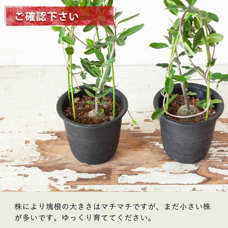 塊根 植物 火星人（フォッケア・エデュリス）観葉 多肉 趣味の