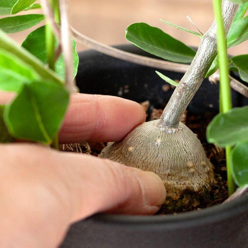 塊根 植物 火星人（フォッケア・エデュリス）観葉 多肉 趣味の園芸