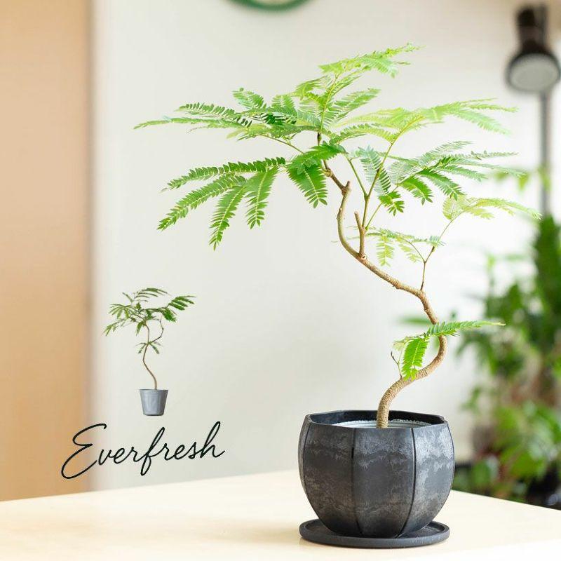観葉植物 種類 室内 おしゃれ 面白い エバーフレッシュ 幹曲げ仕立て 