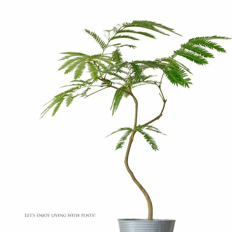 観葉植物 種類 室内 おしゃれ 面白い エバーフレッシュ 幹曲げ仕立て 