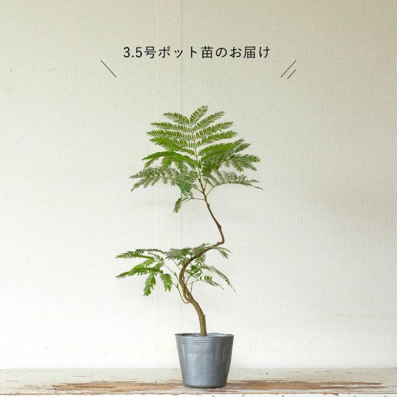 観葉植物 種類 室内 おしゃれ 面白い エバーフレッシュ 幹曲げ仕立て 