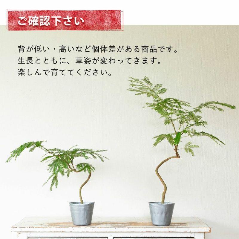 観葉植物 種類 室内 おしゃれ 面白い エバーフレッシュ 幹曲げ仕立て 