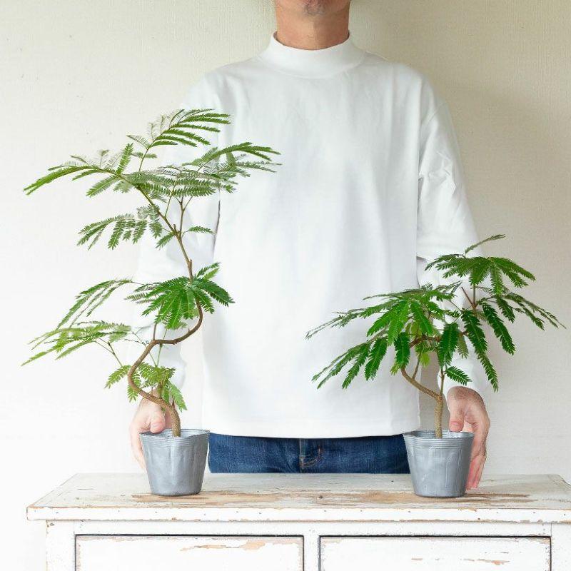 観葉植物 種類 室内 おしゃれ 面白い エバーフレッシュ 幹曲げ仕立て