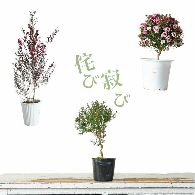 観葉植物 種類 おしゃれ ギョリュウバイ 魚柳梅 薄ピンク※植替え済type