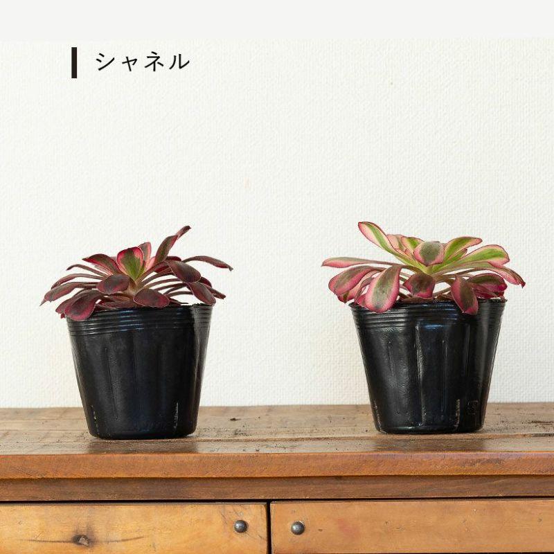 観葉植物 種類 室内 おしゃれ アエオニウムCollection ショウカ