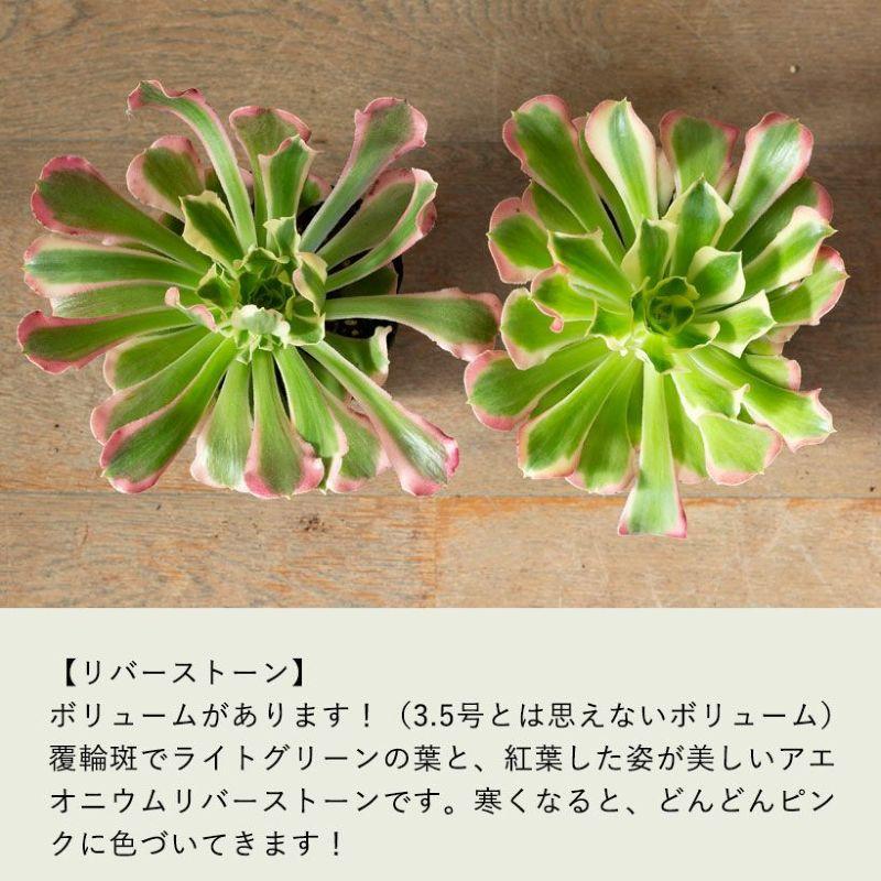 観葉植物 種類 室内 おしゃれ アエオニウムCollection ショウカ