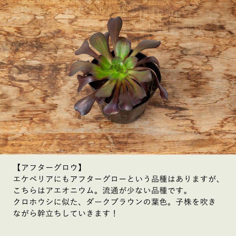 観葉植物 種類 室内 おしゃれ アエオニウムCollection ショウカ
