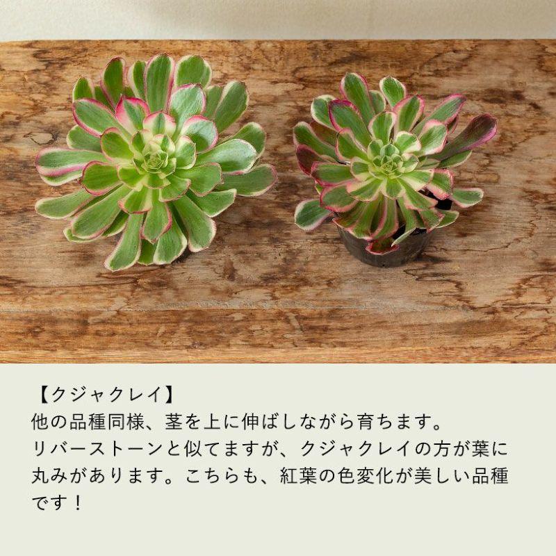観葉植物 種類 室内 おしゃれ アエオニウムCollection ショウカ