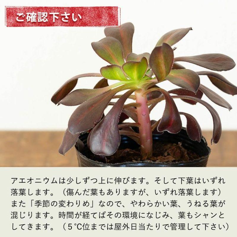 観葉植物 種類 室内 おしゃれ アエオニウムCollection ショウカ