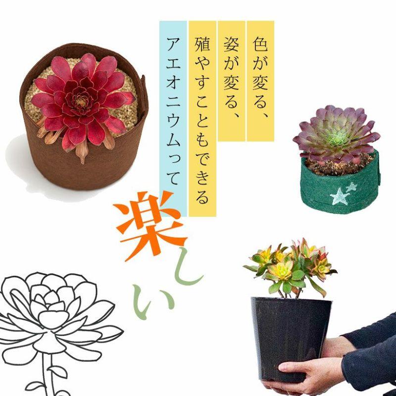 観葉植物 種類 室内 おしゃれ アエオニウムCollection ショウカ