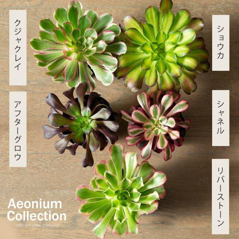 観葉植物 種類 室内 おしゃれ アエオニウムCollection ショウカ