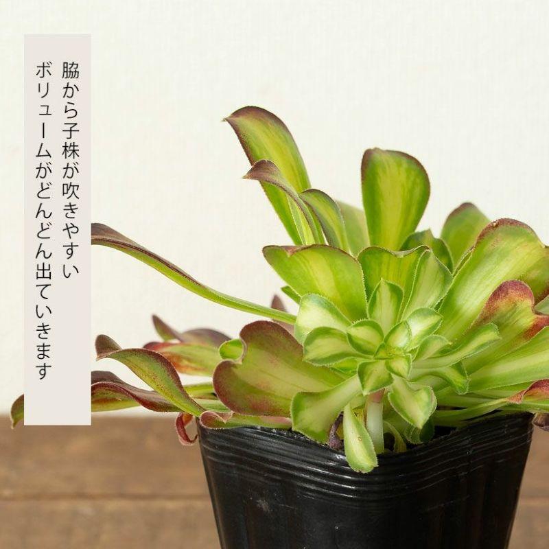 観葉植物 種類 室内 おしゃれ アエオニウムCollection ショウカ