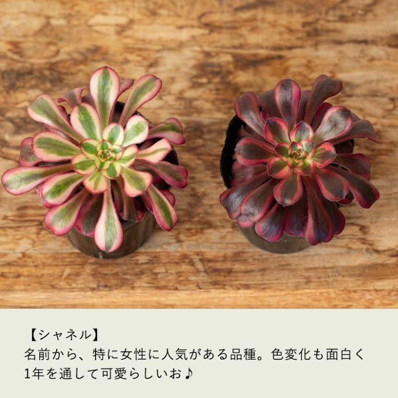 観葉植物 種類 室内 おしゃれ アエオニウムCollection ショウカ