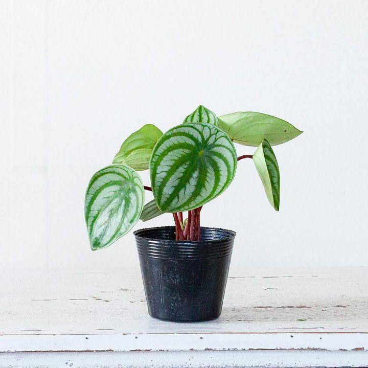ペペロミア　サンデルシー　スイカペペ　抜き苗 楽天市場】ペペロミア（サンデルシー） 茶色 モスポット シリンダー型