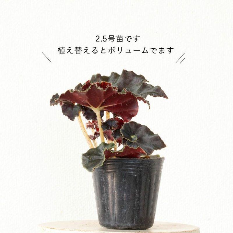 ベゴニア　ダークマンボ　レックスベゴニア 園芸ネット本店｜レックスベゴニア：ダークマンボ2.5号ポット の通販
