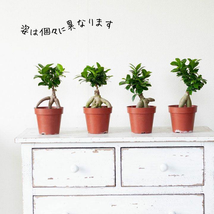 観葉植物 種類 室内 おしゃれ ガジュマル 4号苗 接ぎ木 : e-花屋さん