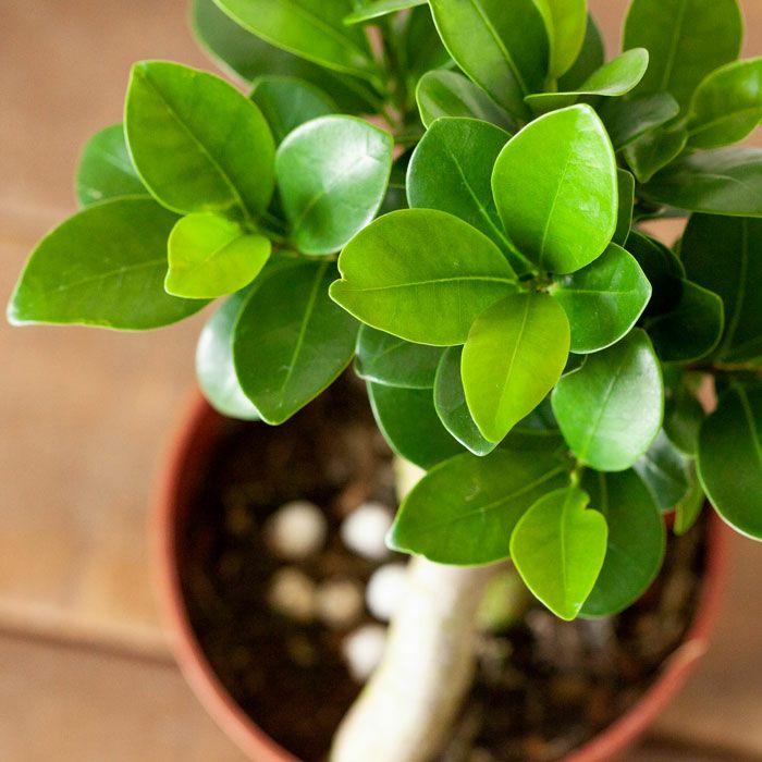 観葉植物 種類 室内 おしゃれ ガジュマル 4号苗 接ぎ木 : e-花屋さん