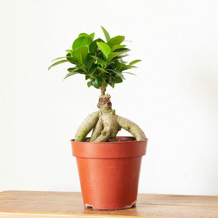 観葉植物 種類 室内 おしゃれ ガジュマル 4号苗 接ぎ木 : e-花屋さん