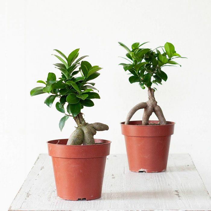 観葉植物 種類 室内 おしゃれ ガジュマル 4号苗 接ぎ木 : e-花屋さん